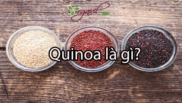 Quinoa-la-gi