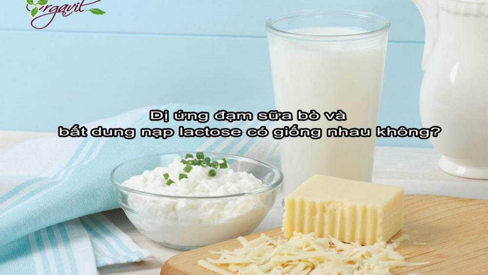 Dị ứng đạm sữa bò và bất dung nạp lactose có giống nhau không?
