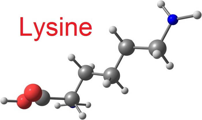 lysine là gì 2